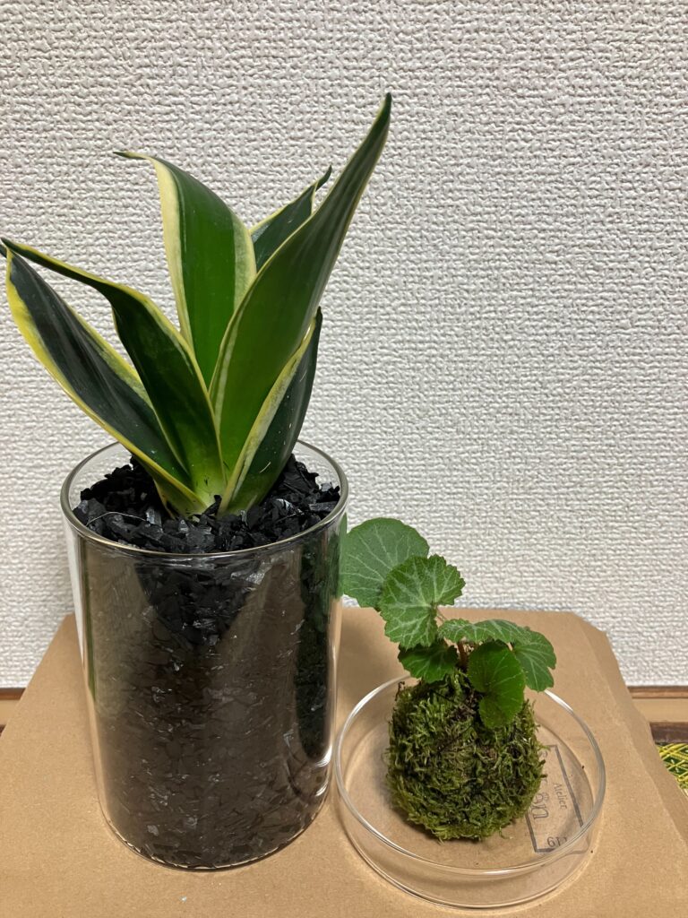 炭植えハイドロカルチャーとミニ苔玉教室