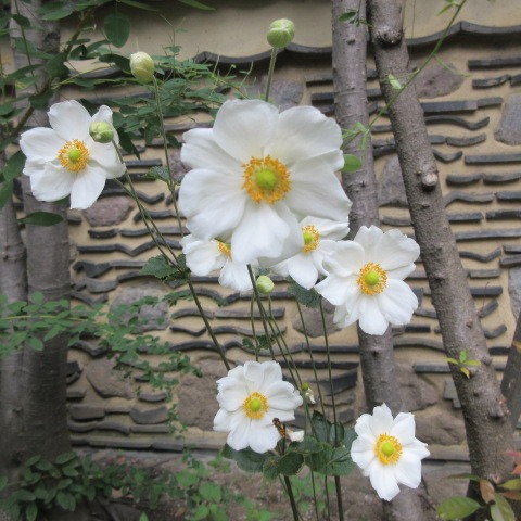 *
「立冬（りっとう）」
暖かい一日ですが、暦の上では、冬の始まる頃。
立冬に入りました。
皆さま、おかわりございませんか…

木々の上の方がかすかに色をつけていますが、まだまだです
さて、裏庭には白いシュウメイギクや紫のホトトギス、可愛らしい菊のノコンギクが盛んに咲いています。

床の間の掛花入れに、ホトトギス・ツワブキ・ノボタンが
入りました。
茶室でのんびりしませんか…
…楽水園より

#楽水園
#rakusuien
#福岡観光
#日本庭園
#JapaneseGarden
#茶室
#都会のオアシス
#博多
#住吉