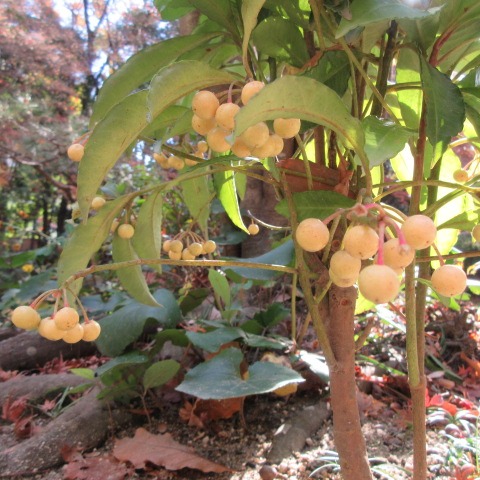 *「冬至（とうじ）の日」
今日は暖かい一日ですね
皆さま、おかわりございませんか…

園内は紅葉や赤い実、白い実が見られます。（モミジ、ハクサンボク、マンリョウ、マユミ等）

さて、冬至は一年でもっとも昼の時間が短いことから、冬至は運気が下がり、身体も弱ると考えられていました。
それを乗りこえるために幸運を呼びこみ、無病息災を願う風習が始まったそうです。
冬至には、幸運を呼び込むために、かぼちゃ（別名：なんきん）をはじめ、にんじん、れんこん、うどん、かんてんなど、
「ん＝運」がつくものを食べるようになったようです。

どうぞお身体、ご自愛ください…

…楽水園より

#楽水園
#rakusuien
#福岡観光
#日本庭園
#JapaneseGarden
#茶室
#都会のオアシス
#博多
#住吉
