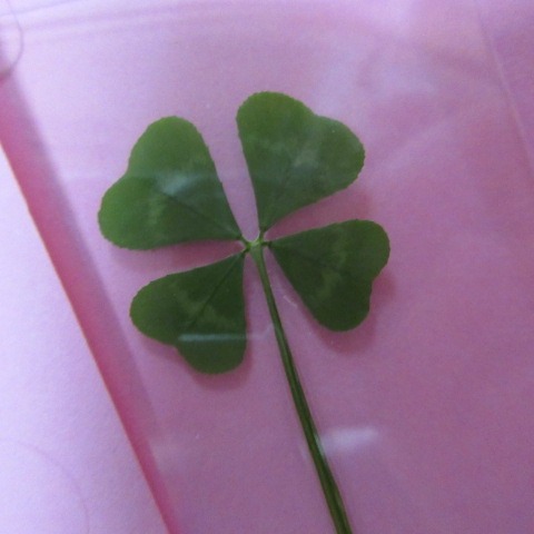 *
「四つ葉のクローバー」
今週に入り、寒さが増して風が冷たいですね…
庭園のウメの花が僅かに咲き始めました!
コチョウワビスケやツバキのつぼみも色づいてもうすぐです。
さて、今日茶席に入られた韓国からのお客様より、ピンクカードをいただきました。
なんと「四つ葉のクローバー」
粋なプレゼントにいきなりハッピーです❣
あったかい気持ちをありがとうございました。
…楽水園より
#楽水園
#rakusuien
#福岡観光
#日本庭園
#JapaneseGarden
#茶室
#都会のオアシス
#博多
#住吉