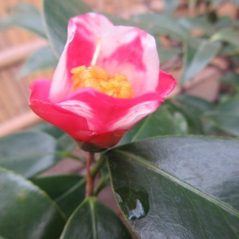 ＊
「胡蝶侘助（コチョウワビスケ）」
先週末は朝から雪がちらつく冷たい風の日でしたね…
皆さま、おかわりございませんか…
今、庭園では可愛らしいコチョウワビスケの花が一つ咲いています。
椿の花の一つで、小振りの花です。
寒さ厳しい中で凛として咲いています。
どうぞお身体おいといください…

…楽水園より

#楽水園
#rakusuien
#福岡観光
#日本庭園
#JapaneseGarden
#茶室
#都会のオアシス
#博多
#住吉