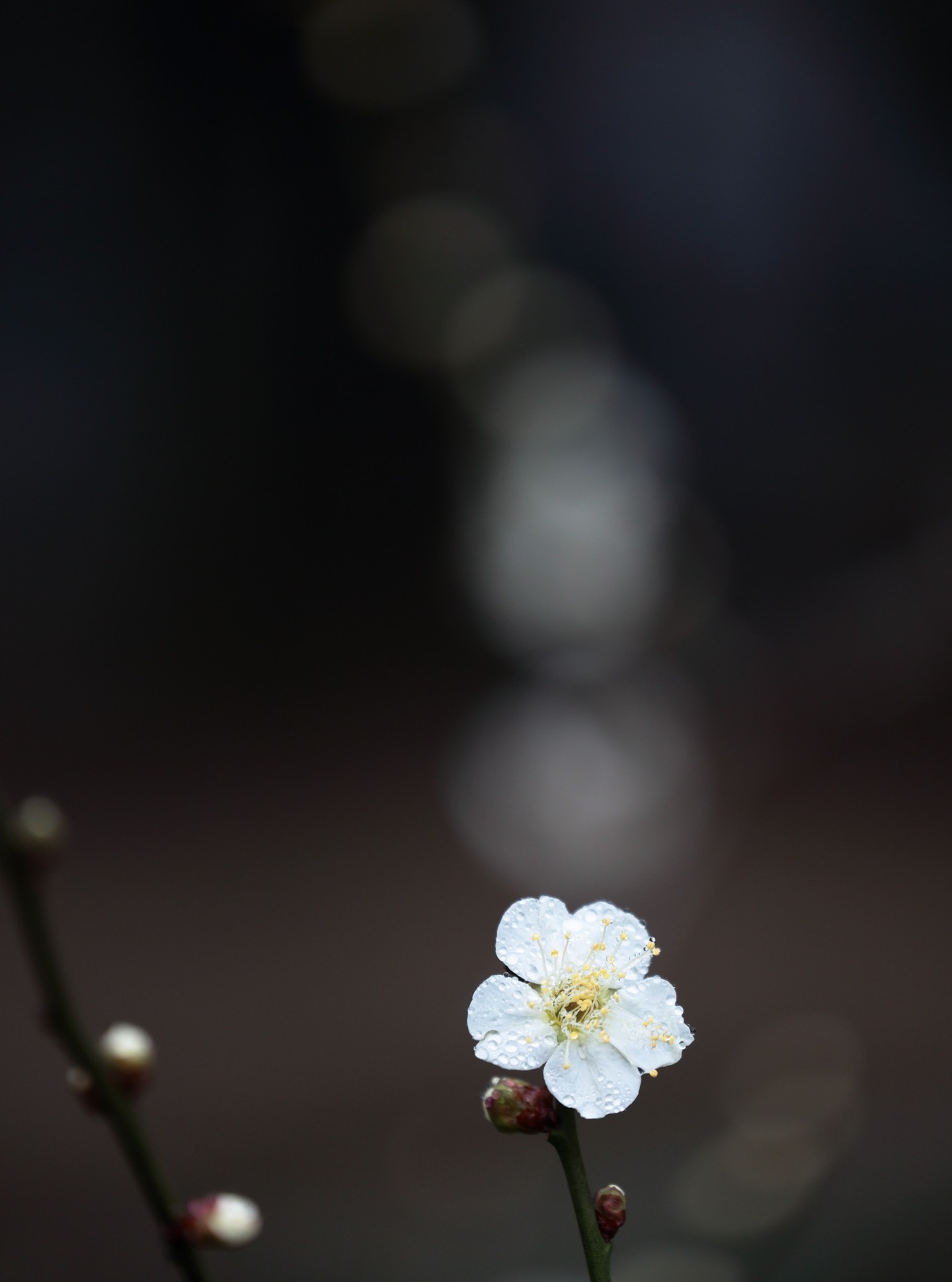 *
「園長が撮る梅の写真 2」
夕べの雨に洗われた梅の花。
朝日を浴びて綺麗に咲いていました。
友泉亭公園は草木に囲まれた綺麗な滝と池のおかげで、
梅の花が美しく咲いています。
ご来園お待ちしております。
…友泉亭公園より
#友泉亭
#友泉亭公園
#yusentei
#福岡
#日本庭園
#JapaneseGarden
#茶室