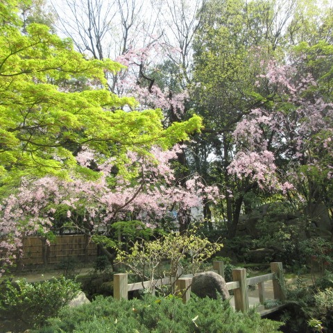 *
「春の訪れ」
皆さま、暖かいですね…
おかわりございませんか。
満開の桜はまもなくです…
当園でも春の景色がいろいろと見られます
ベニシダレザクラ、朱色のボケの花、
ヒサカキの小さな白い花、ゼンマイ等々。
そして『住吉楽祭』、もうすぐです…
…楽水園より
#楽水園
#rakusuien
#福岡観光
#日本庭園
#JapaneseGarden
#茶室
#都会のオアシス
#博多
#住吉