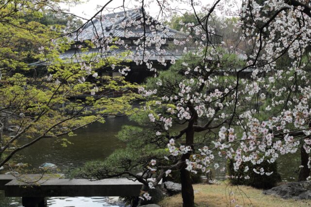 *
“ Cherry blossoms gift in YUSENTEI ”

桜の花の命は短いもの。
この時期だけの大広間を望む撮影スポットです。
友泉亭公園のご来園をお待ちしております。

…友泉亭公園より

#友泉亭
#友泉亭公園 
#yusentei
#福岡
#日本庭園
#JapaneseGarden
#茶室