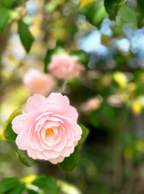 *
「乙女椿」

乙女椿（おとめつばき）の代表的な花言葉は、 「控えめな美」「控えめな愛」 です。
上品でおしとやかな印象から、奥ゆかしい女性像を重ねた意味合いで使われます。

スマホのカメラ機能で撮影しました。

…友泉亭公園より

#友泉亭
#友泉亭公園 
#yusentei
#福岡
#日本庭園
#JapaneseGarden
#茶室