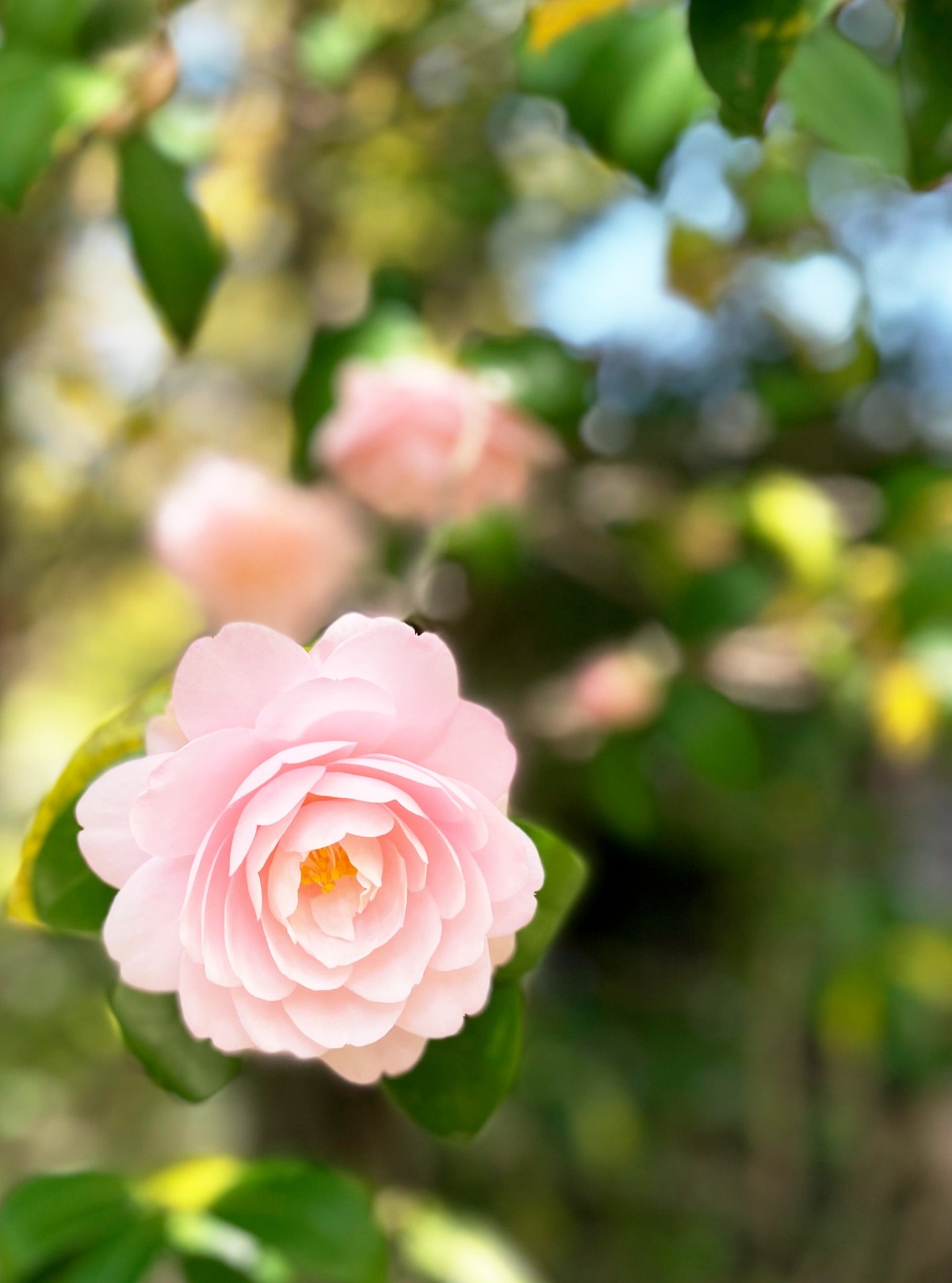 *
「乙女椿」

乙女椿（おとめつばき）の代表的な花言葉は、 「控えめな美」「控えめな愛」 です。
上品でおしとやかな印象から、奥ゆかしい女性像を重ねた意味合いで使われます。

スマホのカメラ機能で撮影しました。

…友泉亭公園より

#友泉亭
#友泉亭公園 
#yusentei
#福岡
#日本庭園
#JapaneseGarden
#茶室