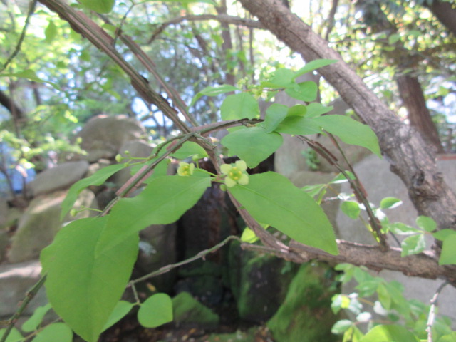 *
「春しぐれ」
暖かかったり、冷えこんだり、春の雨は気まぐれですね…
皆さま、いかがお過ごしですか

雨でしっとりした庭園は、アオカエデの新緑が美しいです。
所々に春の花たちが少しずつ顔を出しています…
ボタンの花、ニシキギの小花、マユミの蕾、紫のジュウニヒトエが見られます

春を探しに来ませんか…

…楽水園より

#楽水園
#rakusuien
#福岡観光
#日本庭園
#JapaneseGarden
#茶室
#都会のオアシス
#博多
#住吉