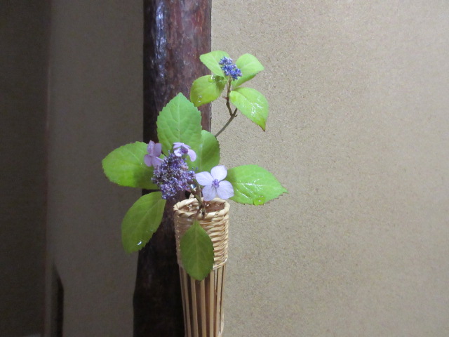 *
「梅雨のはしり」
今日は曇り空、少し雨が降り、蒸しましたね…
皆さま、おかわりございませんか…
庭園では、紫陽花のツボミやトサミズキのとげとげの実が見られます。
茶室には、ヤマアジサイの花。コバノズイナとホタルブクロが入りました。
新緑の中で滝の音が心地よいです…
これから梅雨に入ります…
どうぞお身体ご自愛下さい
…楽水園より
#楽水園
#rakusuien
#福岡観光
#日本庭園
#JapaneseGarden
#茶室
#都会のオアシス
#博多
#住吉