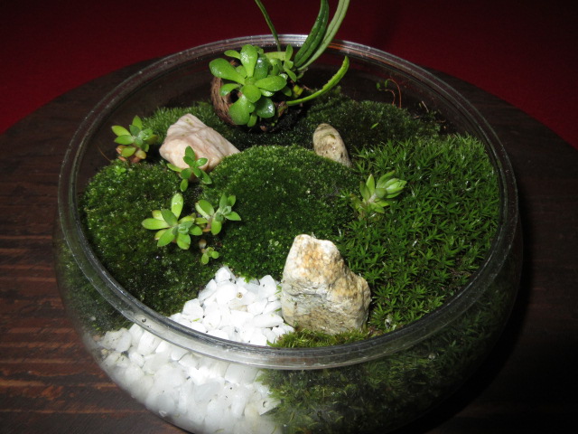松ぼっくり盆栽と苔テラリウム