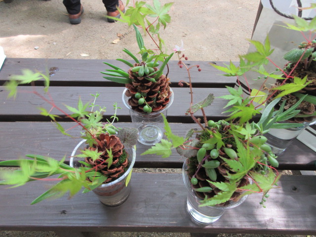 松ぼっくり盆栽と苔テラリウム教室