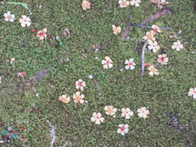 木斛の花