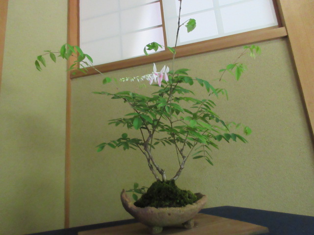 ニワフジの盆栽