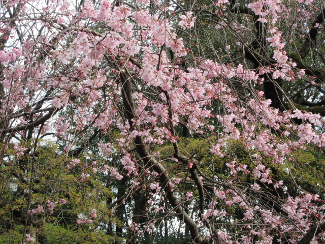紅しだれ桜に魅せられて