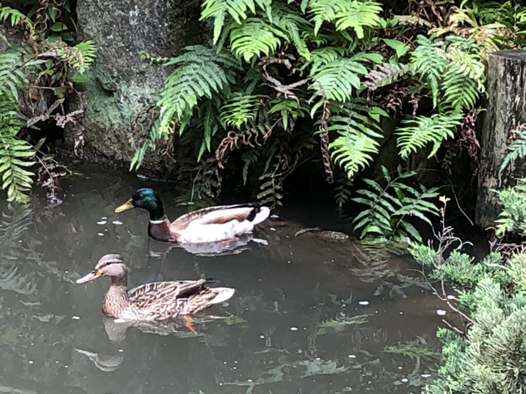 真鴨（マガモ）のつがい